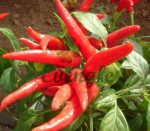 obat herbal kolesterol, makanan penurun kolesterol, obat kolesterol, obat jantung